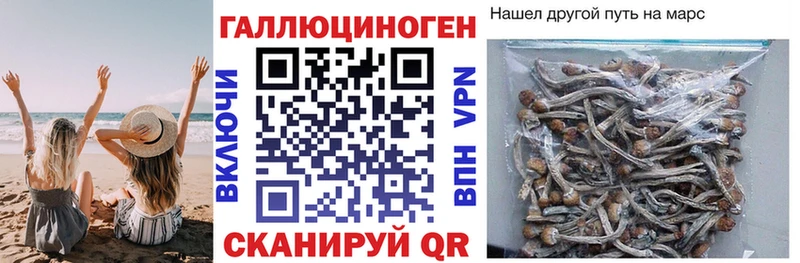 цена   мега зеркало  Псилоцибиновые грибы мицелий  Мещовск 